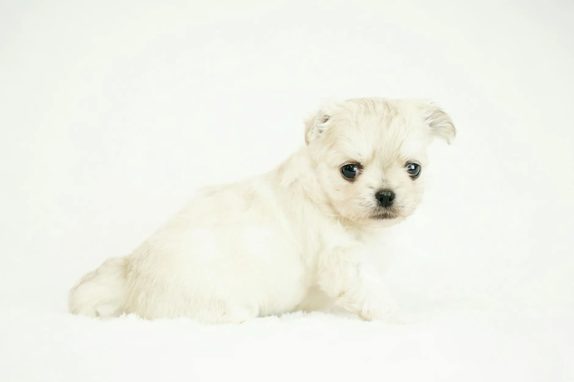 Koiran särkylääke – Mitä saa antaa? (Lista 2026)