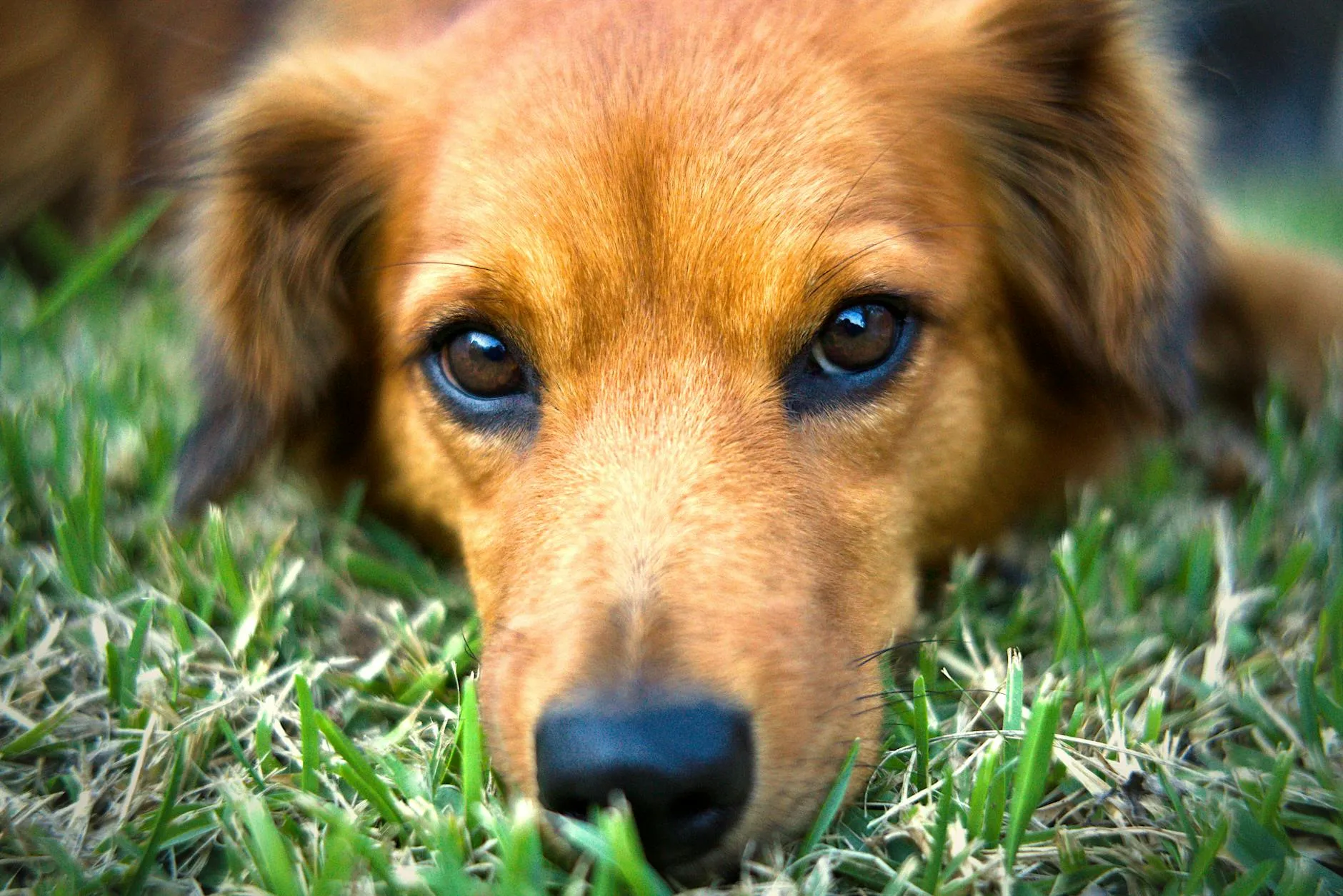 Koiran sikaripunkki – Tunnistus ja ennaltaehkäisy