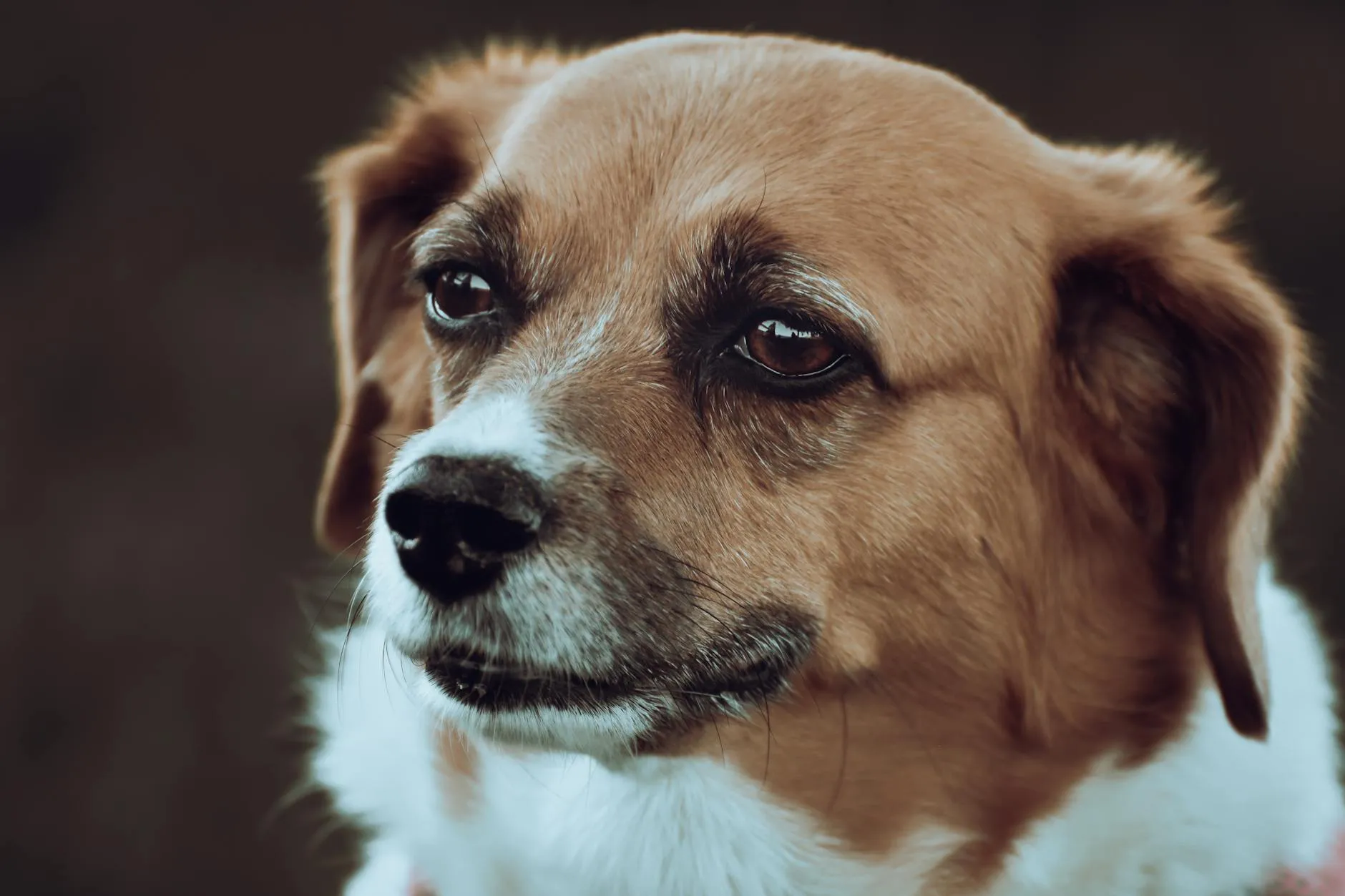 Koiran silmät vuotaa – Syyt ja hoitokeinot