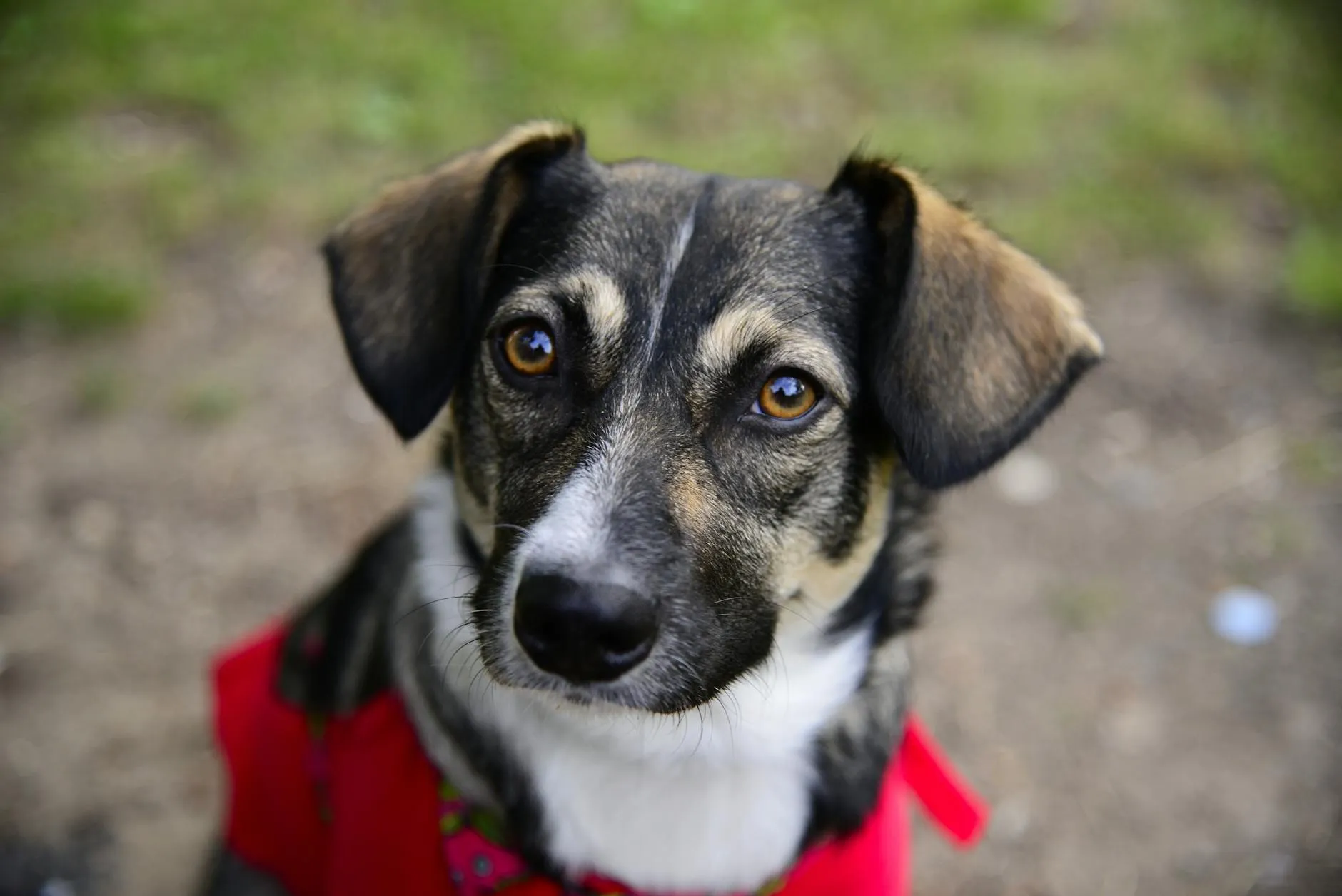 Koiran silmätulehdus – Oireet, hoito ja milloin eläinlääkäriin