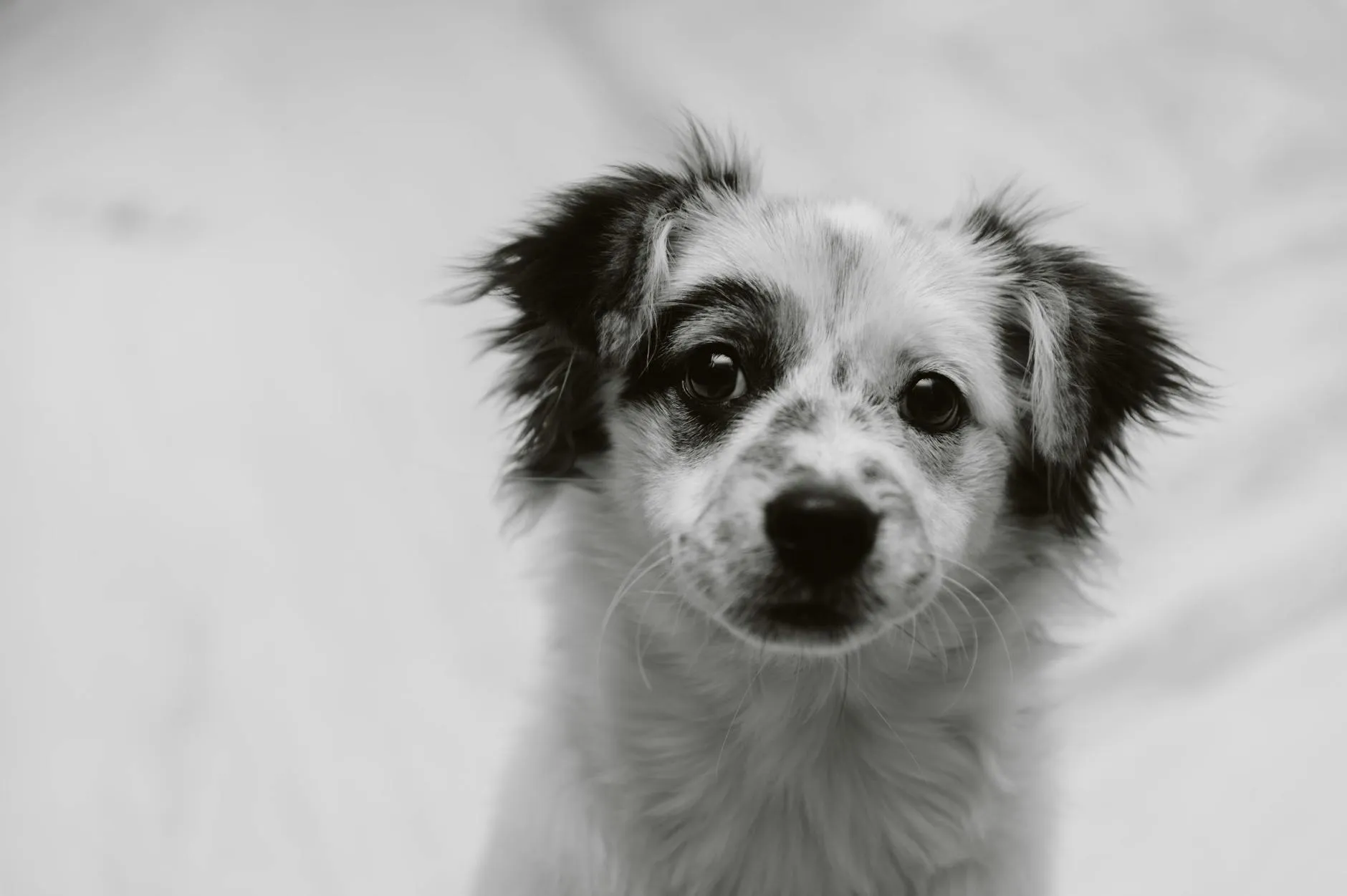 Koiran sydämen vajaatoiminta – Oireet, hoito ja lääkitys