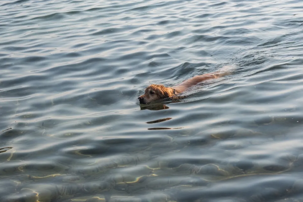 Koiran turvallinen uinti – Opas vesileikkeihin ja riskien välttämiseen