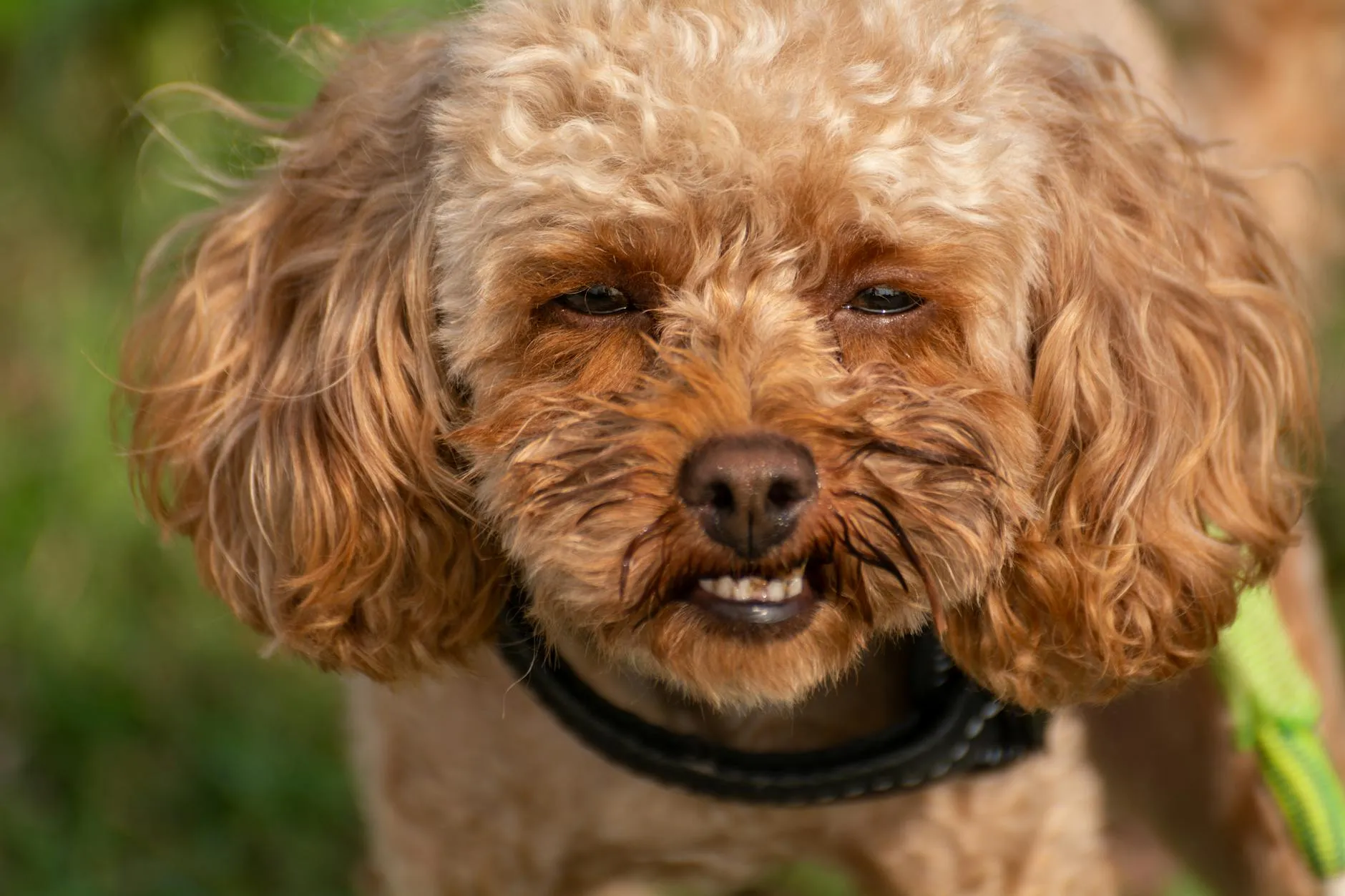 Koiran ulosteessa verta – Syyt ja toimintaohjeet