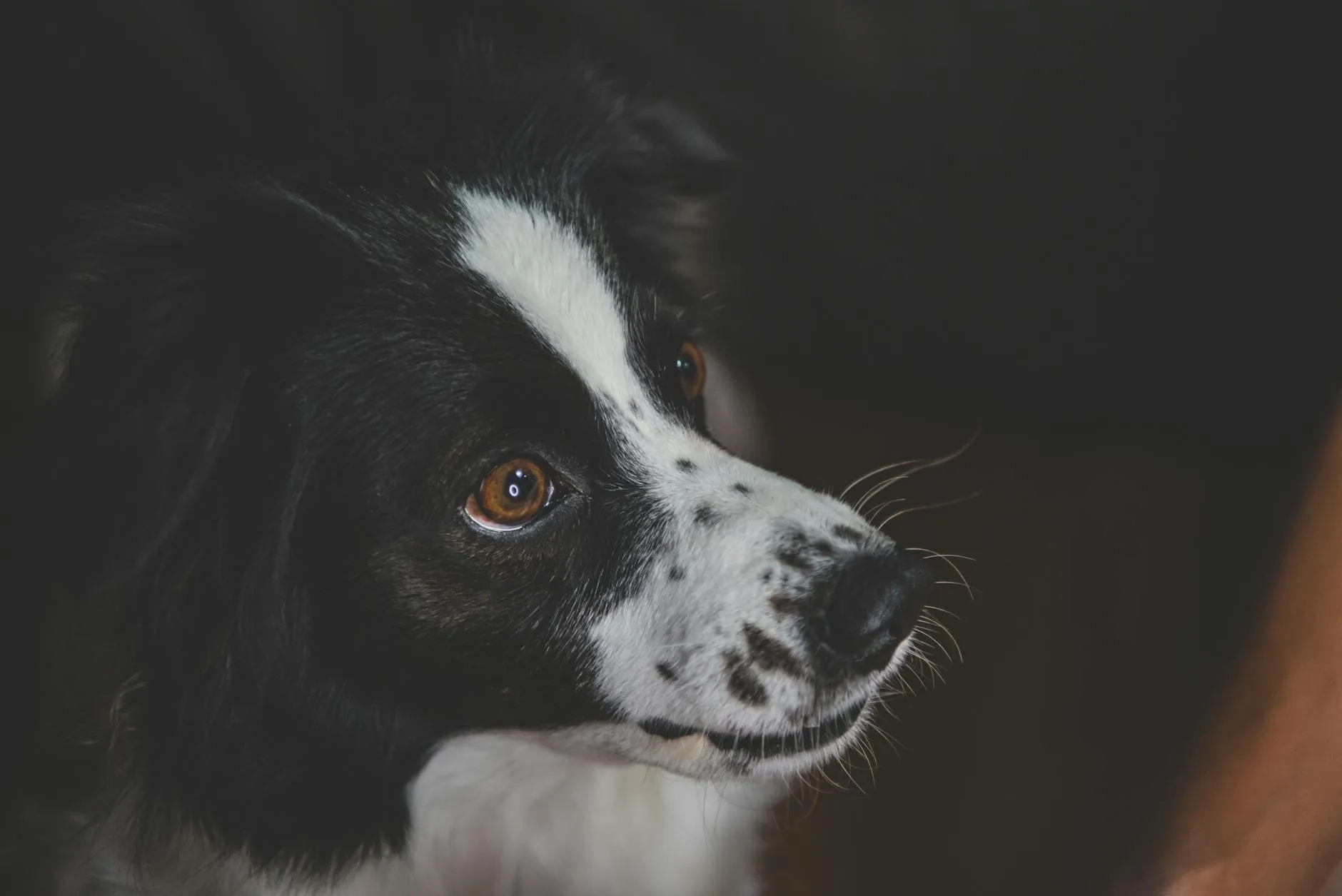 Koiran veden tarve – kuinka paljon koiran pitää juoda päivässä?