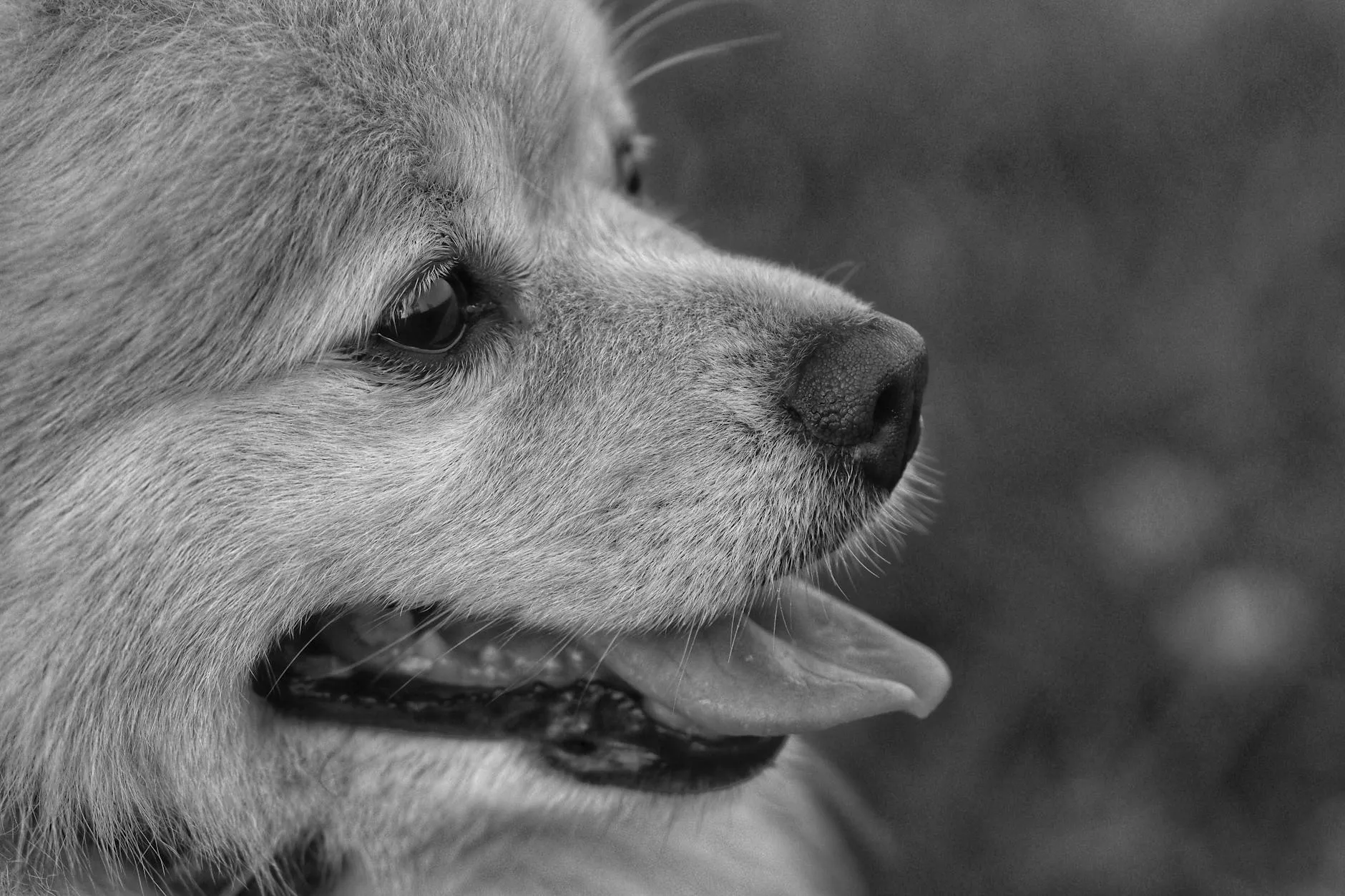 Koiran virtsankarkailu – Syyt ja hoitovaihtoehdot