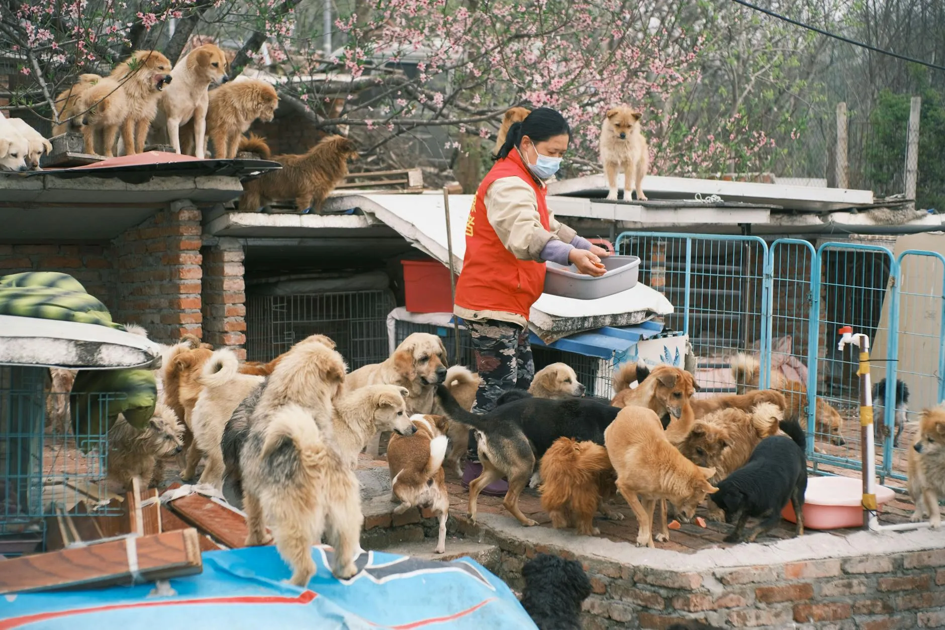 Koiranpennun ruokinta – Opas oikeaan ravintoon iän mukaan