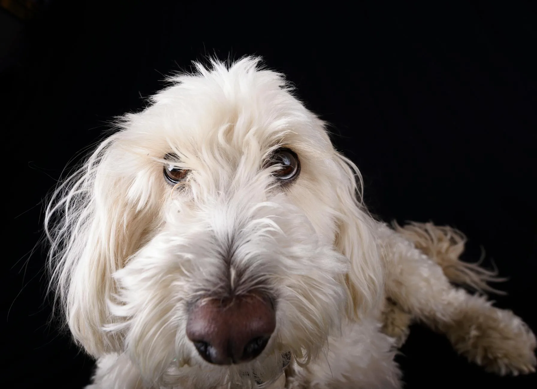 Leishmania koiralla – Oireet, diagnoosi ja ehkäisy