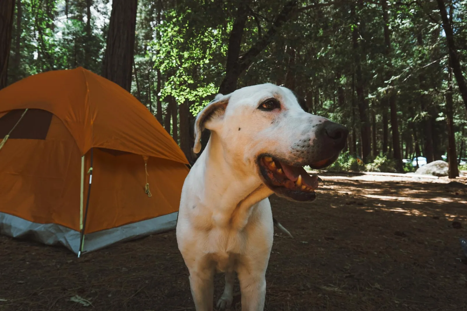 Lemmikin kanssa camping – telttailu ja caravanailu vinkit