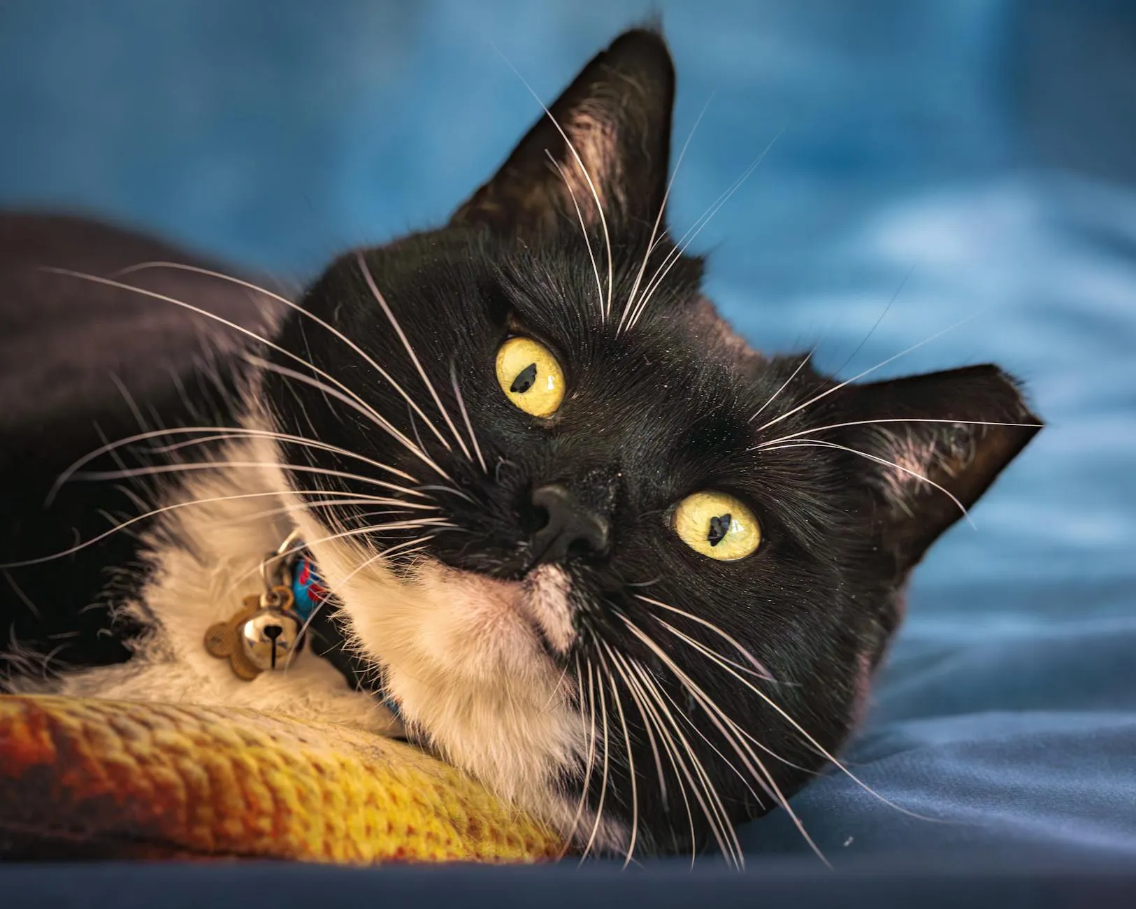 Lemmikin kanssa junalla ja bussilla Suomessa