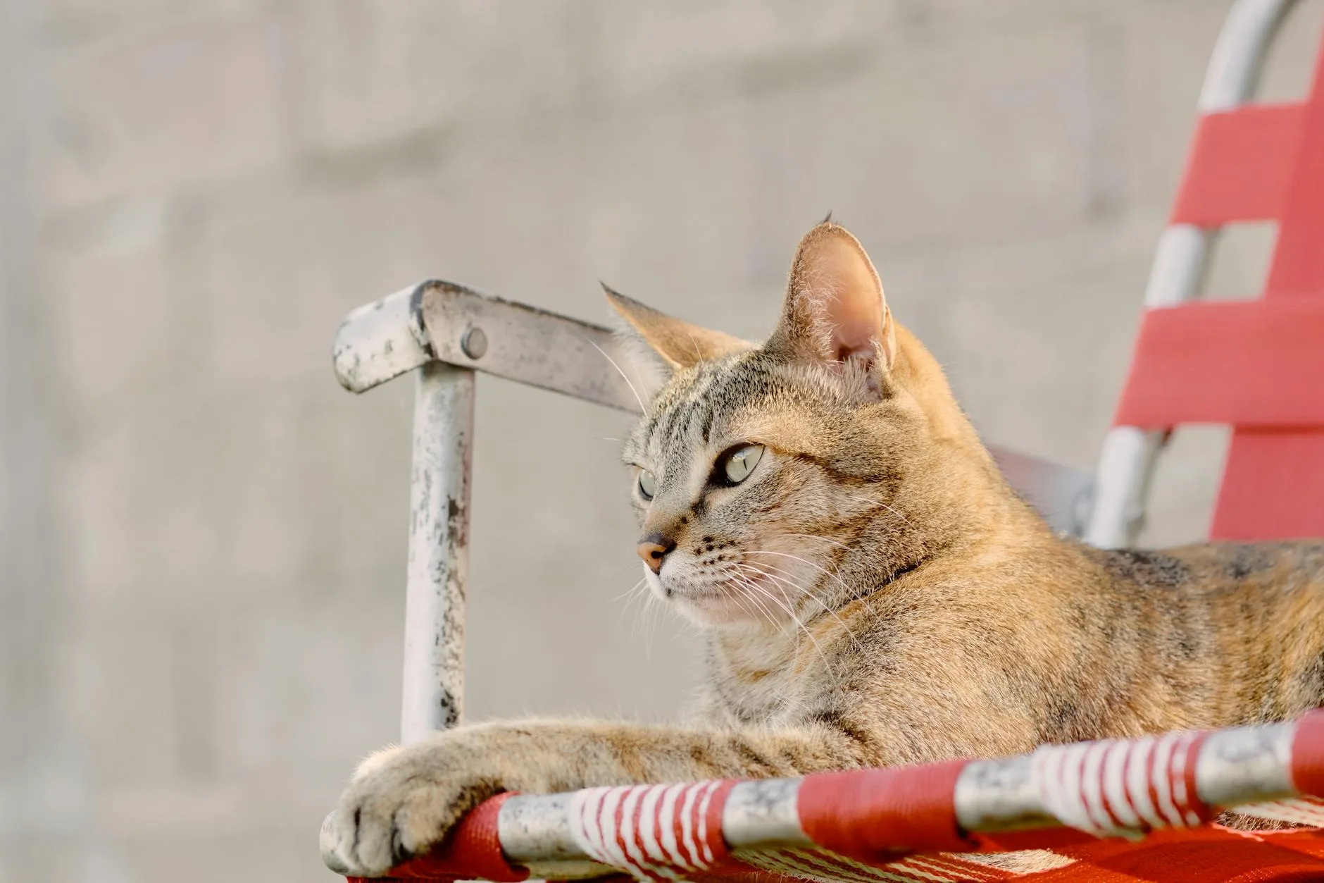 90 päivän sisältömatka – LemmikkiGurun vuosi alkaa