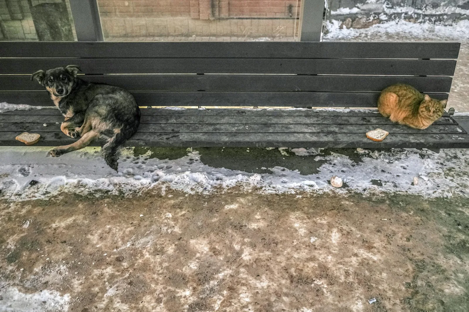 Moni vaarallinen ruoka näyttää keittiössä täysin tavalliselta, mikä on juuri syy siihen miksi suklaa, sipuli ja rypäleet päätyvät lemmikin suuhun yllättävän usein