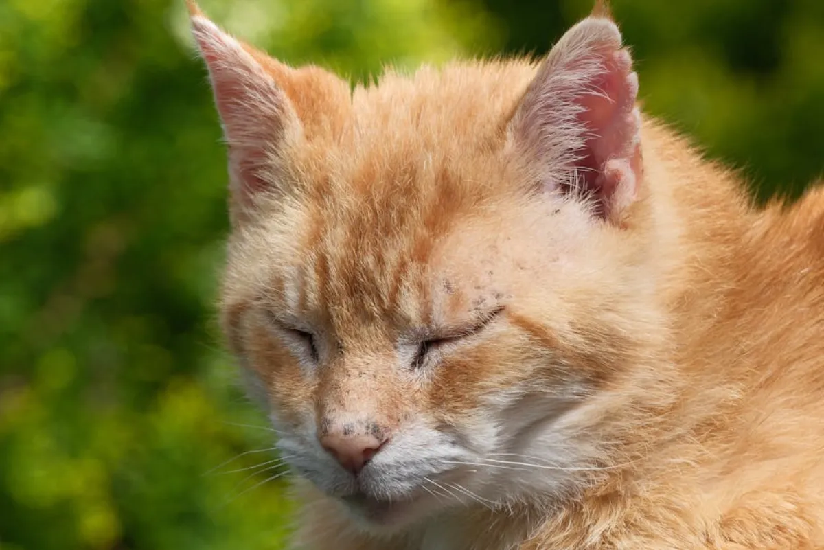 Naaraskissan leikkaus – Kaikki mitä sinun tarvitsee tietää