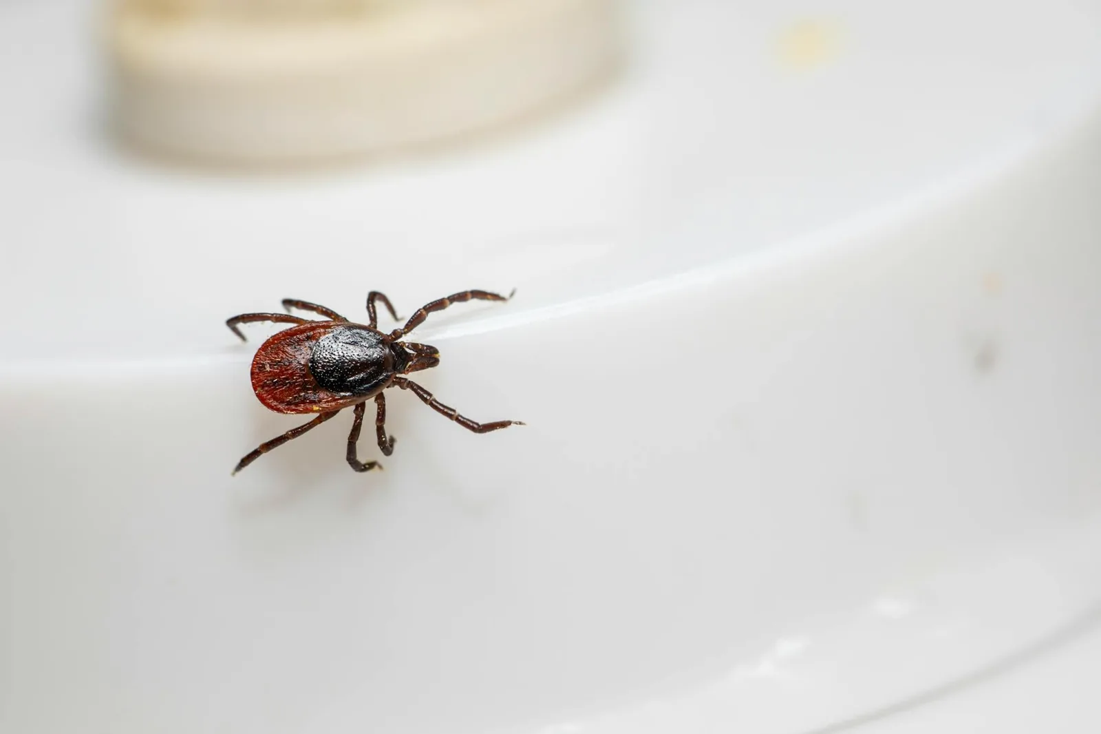 Eläinlääkäri tutkii koiran kuonoa nenäpunkkidiagnoosin varmistamiseksi