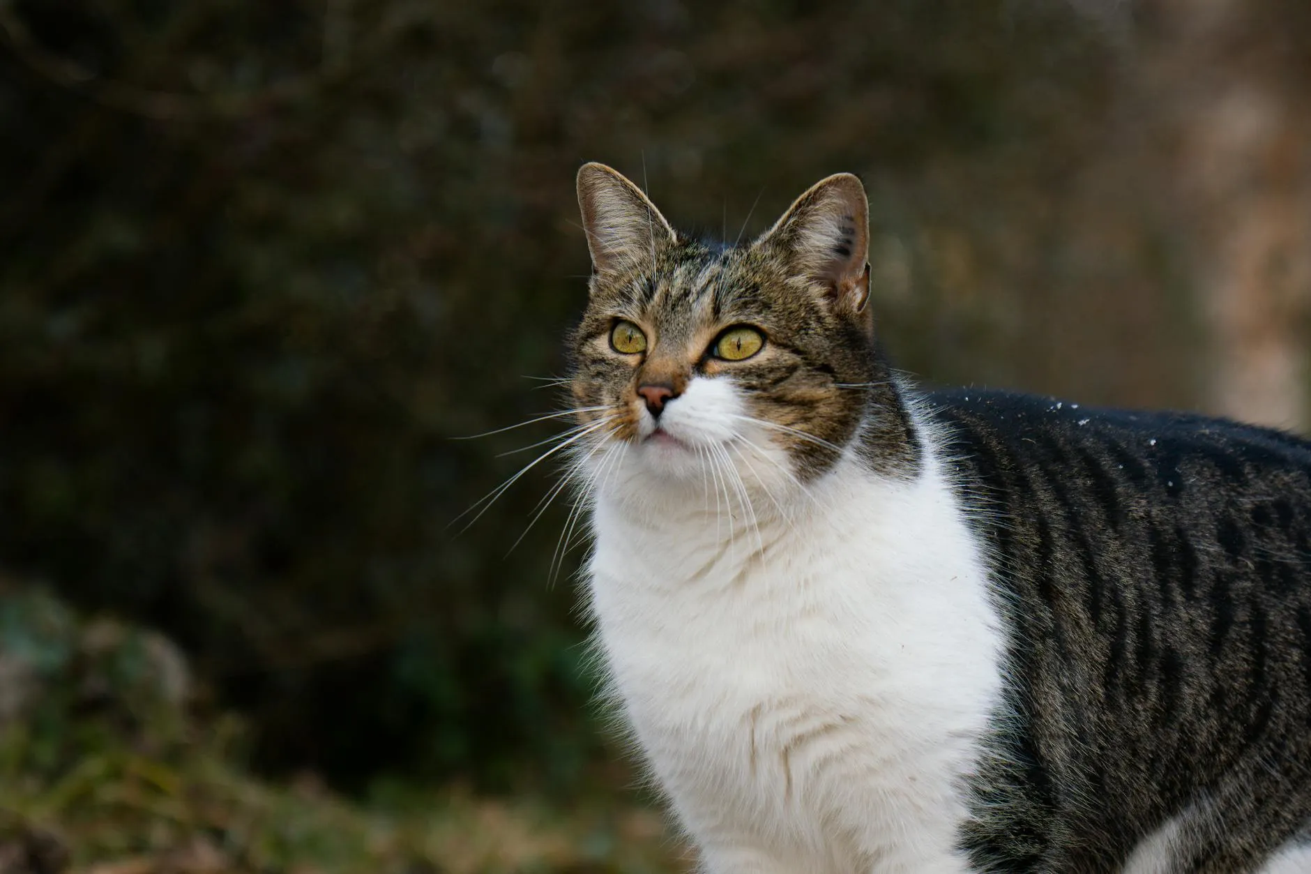 Onko ruusu myrkyllinen kissalle? Ei, mutta nämä ovat