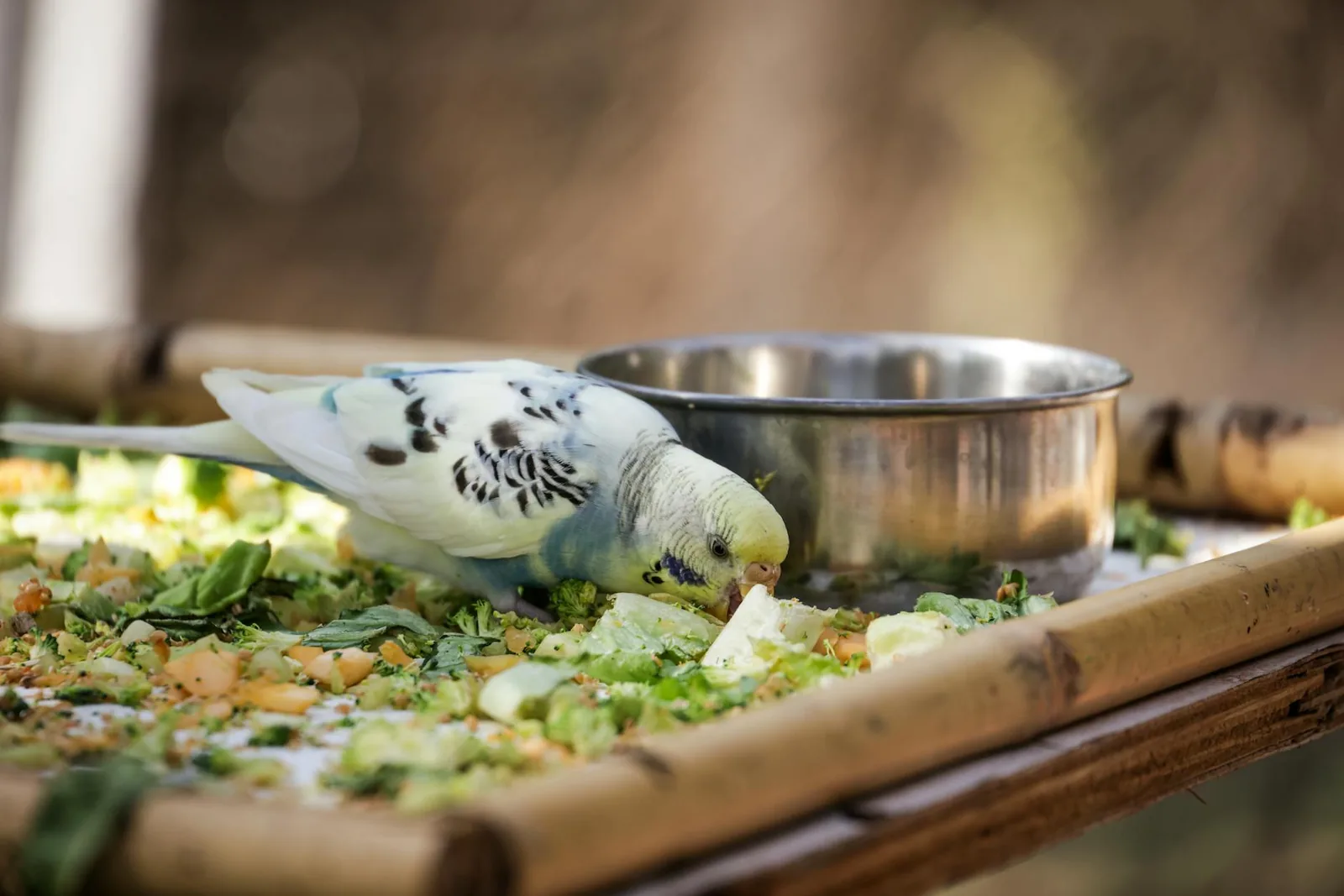 Papukaija syö tuoreita kasviksia osana monipuolista ruokavaliota
