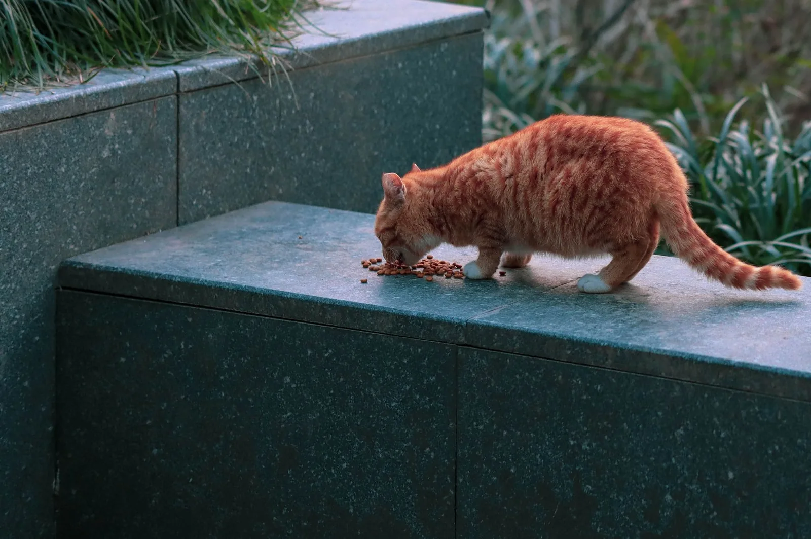 Kissa syö kuivaruokaa kupista