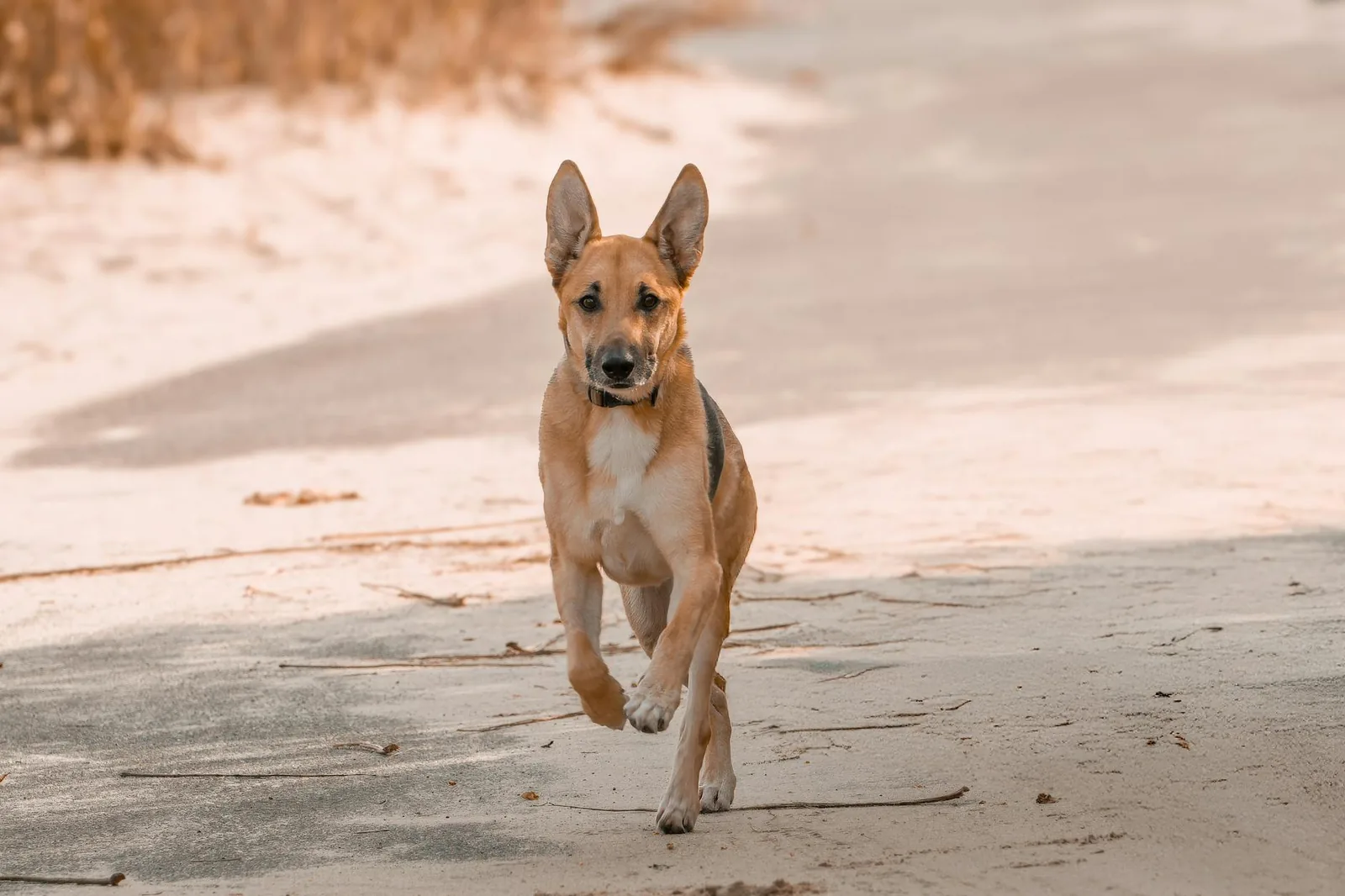 Pennun kasvu tarvitsee liikunnan lisäksi unta, sopivaa painoa ja rauhallisia taukoja, jotta keho ehtii palautua