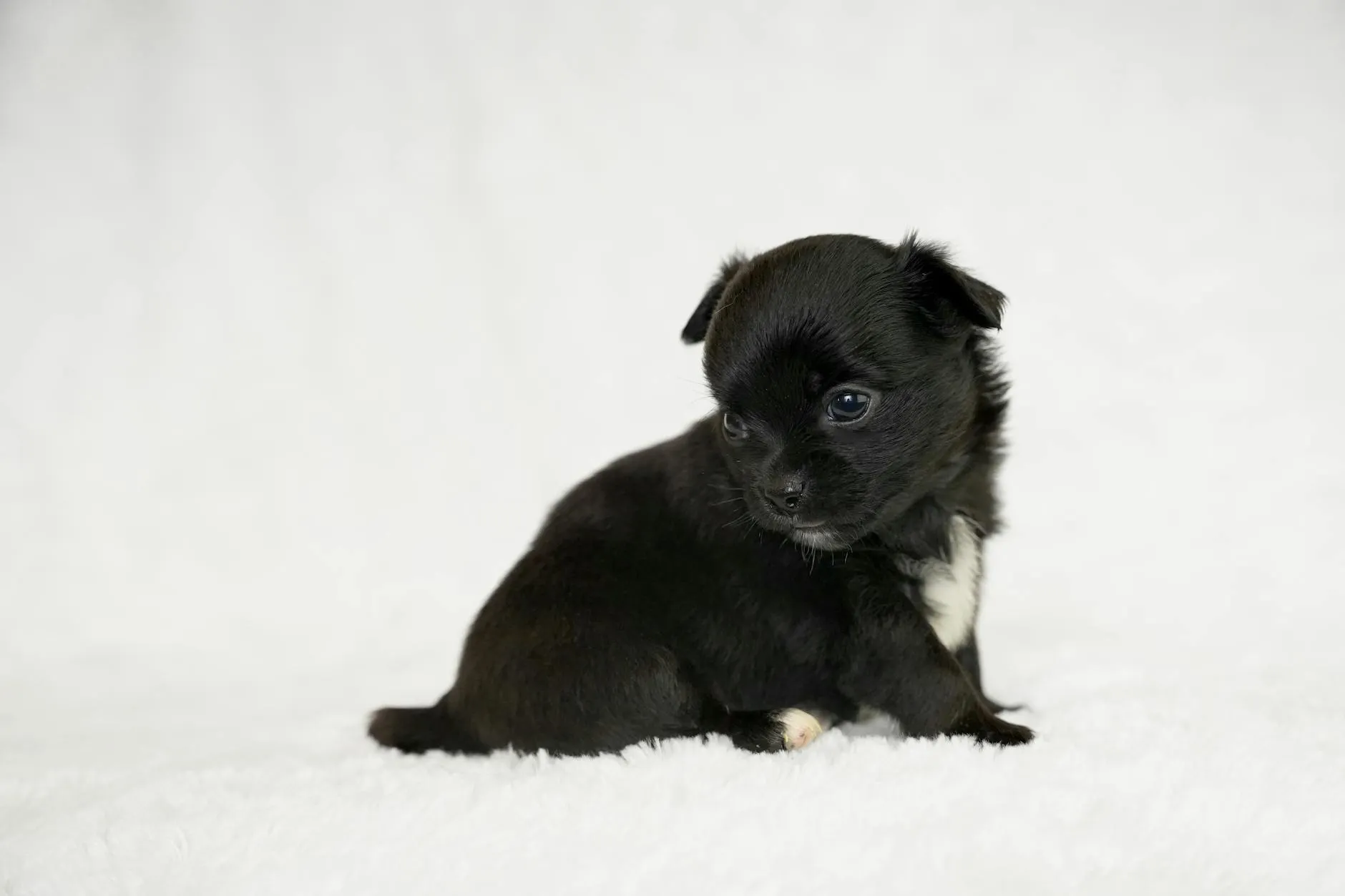 Koiran pentutarkastus – Mitä se sisältää?