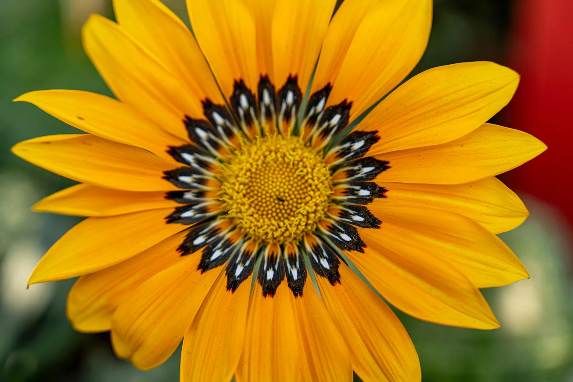 Rotanmyrkky ja koira – Oireet ja ensiapu