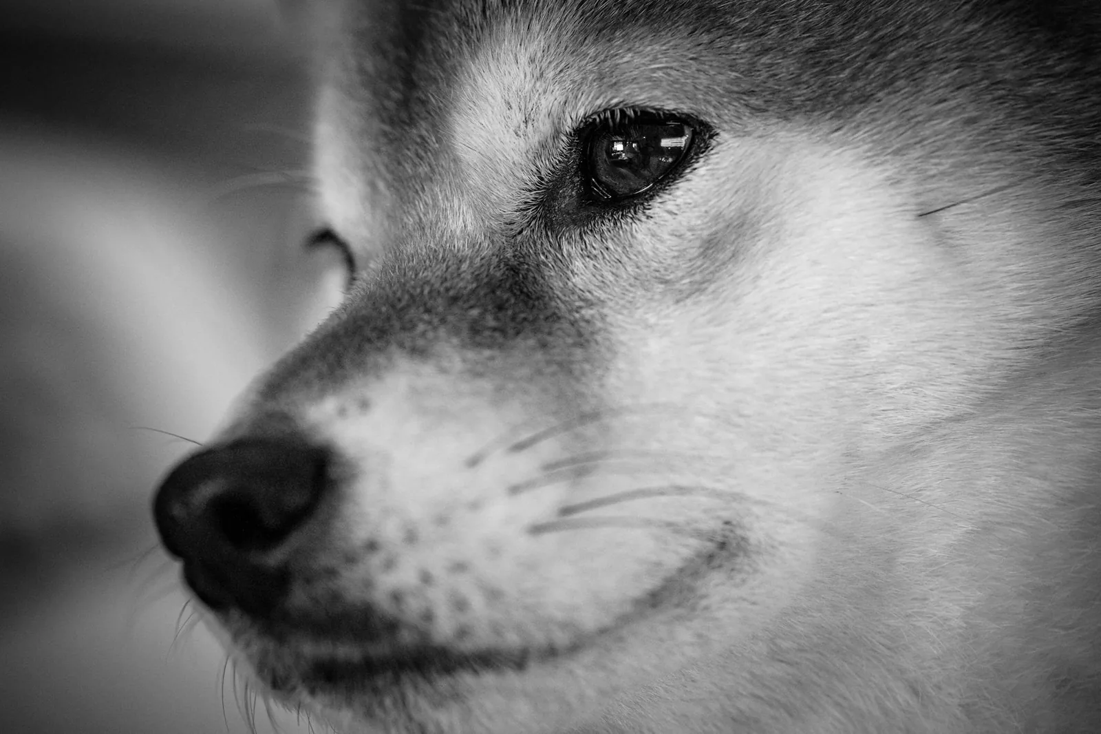 Koiran terveys rotukohtaisesti – Shiba Inu