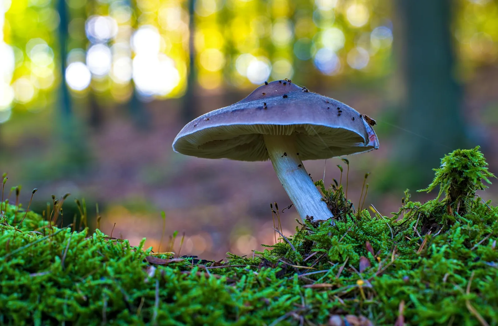 Pihan ja metsäpolun sienet kannattaa tarkistaa säännöllisesti, etenkin jos koira on pentu, ahne syöjä tai ehtii kulkea irti omistajan näköpiiristä