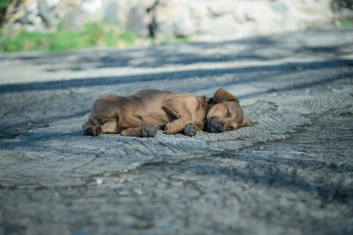 Vanhan koiran hammaskiven poisto – Riskit ja hyödyt