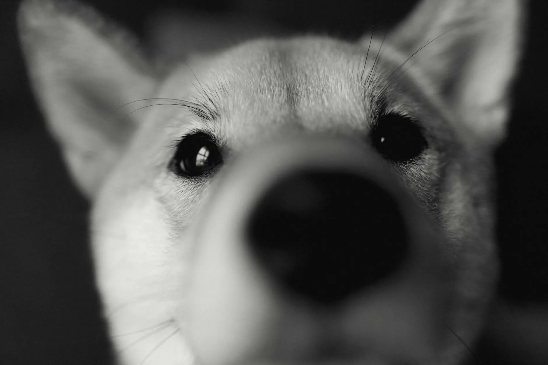 Verikorva koiralla – Oireet, tyhjennys ja hoito